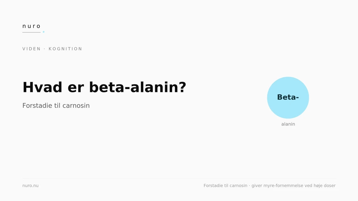 Hvad er beta-alanin? (og myre-fornemmelsen) - Nuro