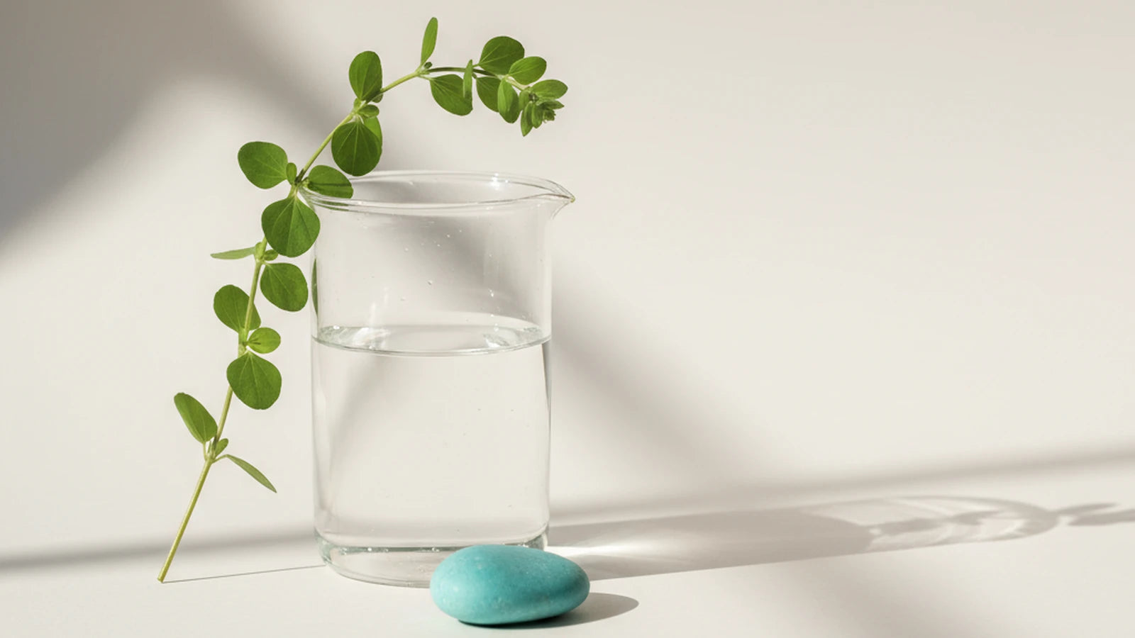 Bacopa monnieri og hukommelse — Nuro Viden