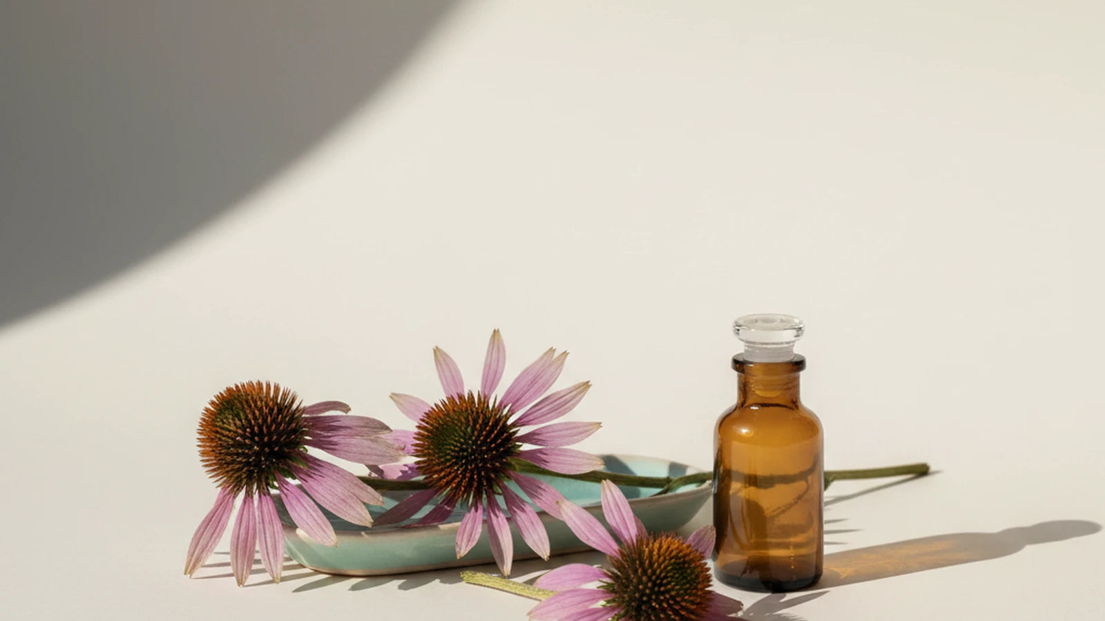 Echinacea — Nuro Viden
