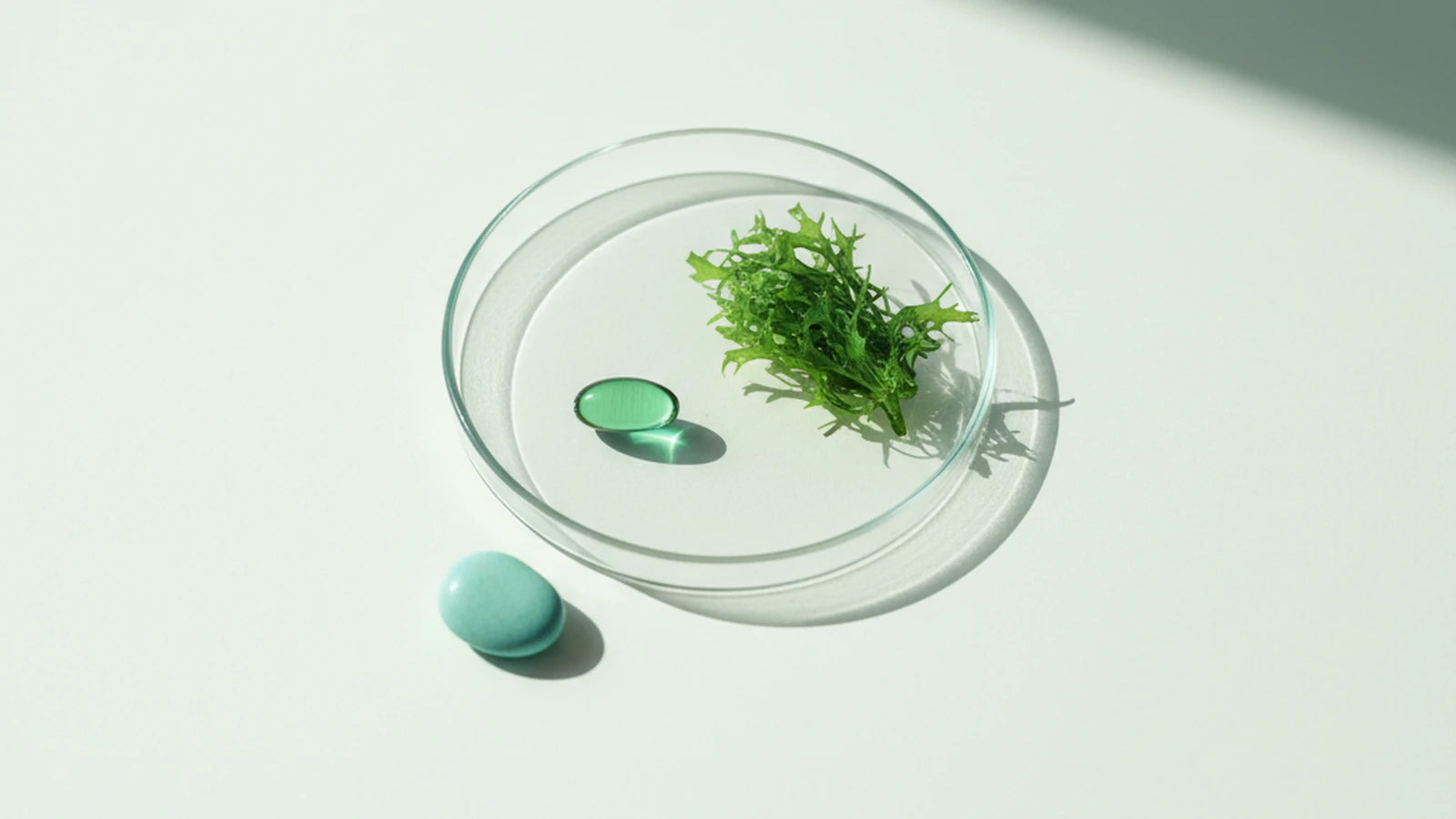 Vegansk omega-3 fra alger — Nuro Viden