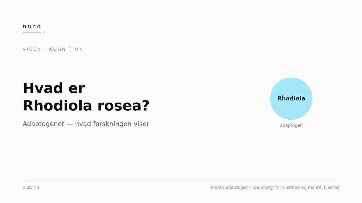 Hvad er Rhodiola rosea? - Nuro